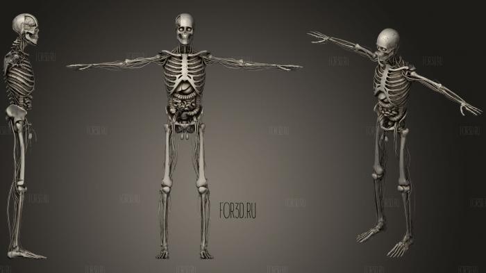 Анимация запуска систем анатомии скелета 3d stl модель для ЧПУ